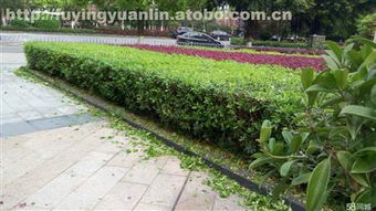 1,價格,廠家,供應商,農(nóng)作物種苗,青州市茗茜花卉苗木專業(yè)合作社 熱賣促銷