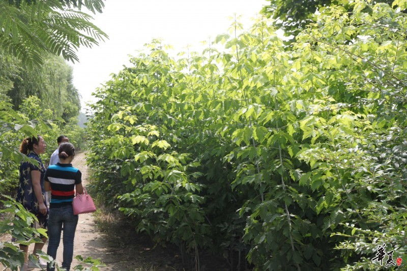 2015.7華夏園林實(shí)地考察扶溝縣綠源特色花木種植專業(yè)合作社