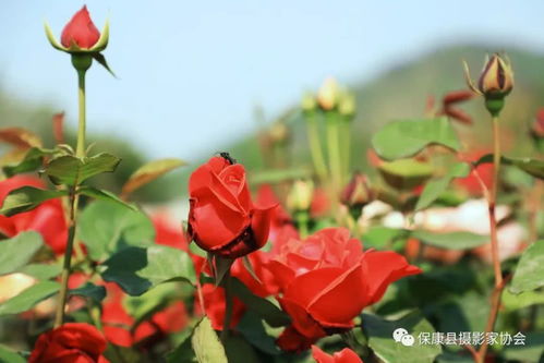 ?？邓缕涸录净êｓ@艷綻放 美若仙境,趕緊約起