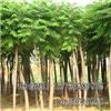 找河北保定海源苗木花卉基地的河北最大的千頭椿種植基地價格、圖片、詳情,上一比多_一比多產(chǎn)品庫