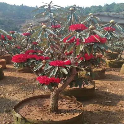 秦皇島盆栽大樹杜鵑苗木種植技術(shù)好
