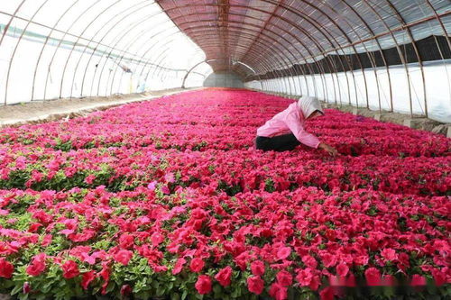 新疆兵團(tuán)二師 開都河畔 花經(jīng)濟(jì) 帶給職工 花樣幸福