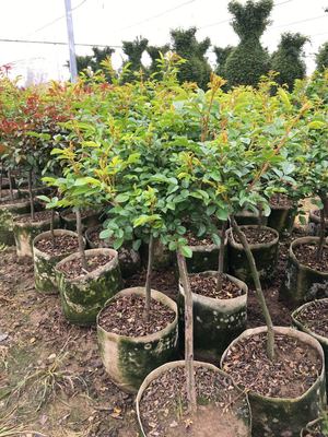 南陽月季基地多個(gè)品種2萬余盆月季發(fā)往省內(nèi)花卉市場