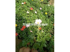 青州太陽(yáng)花種植基地!青州萬(wàn)旭花卉苗木基地供應(yīng)產(chǎn)品青州市萬(wàn)旭花卉苗木專(zhuān)業(yè)合作社 - 艾特貿(mào)易網(wǎng)商鋪展示