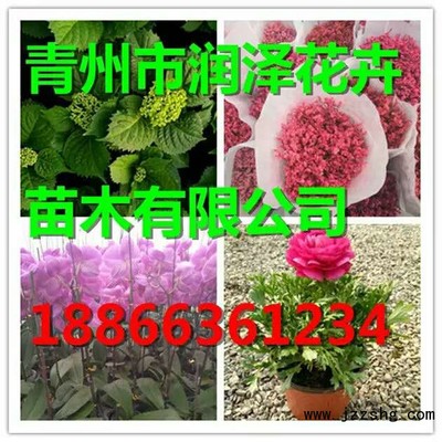 金葉銀槭種植基地 金葉銀槭批發(fā)價(jià)格 潤(rùn)澤花卉苗木-展商網(wǎng)