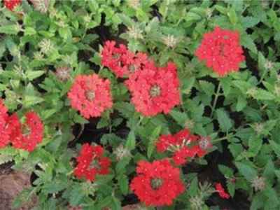 口碑好的草花提供商,當(dāng)屬紅?；ɑ苊缒?一串紅種植基地