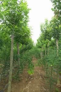 求購(gòu)山東白蠟樹(shù)苗 山東白蠟專(zhuān)業(yè)種植基地 白蠟苗銷(xiāo)售,求購(gòu)山東白蠟樹(shù)苗 山東白蠟專(zhuān)業(yè)種植基地 白蠟苗銷(xiāo)售生產(chǎn)廠家,求購(gòu)山東白蠟樹(shù)苗 山東白蠟專(zhuān)業(yè)種植基地 白蠟苗銷(xiāo)售價(jià)格