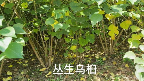 考察重點(diǎn) 2020 中苗會首屆烏桕產(chǎn)業(yè)發(fā)展論壇