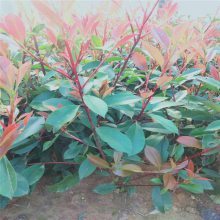 【新型廠區(qū)綠化,工廠綠化設(shè)計施工,工廠綠化栽植技術(shù)指導(dǎo)圖片】新型廠區(qū)綠化,工廠綠化設(shè)計施工,工廠綠化栽植技術(shù)指導(dǎo) - 青州市茗茜花卉苗木專業(yè)合作社